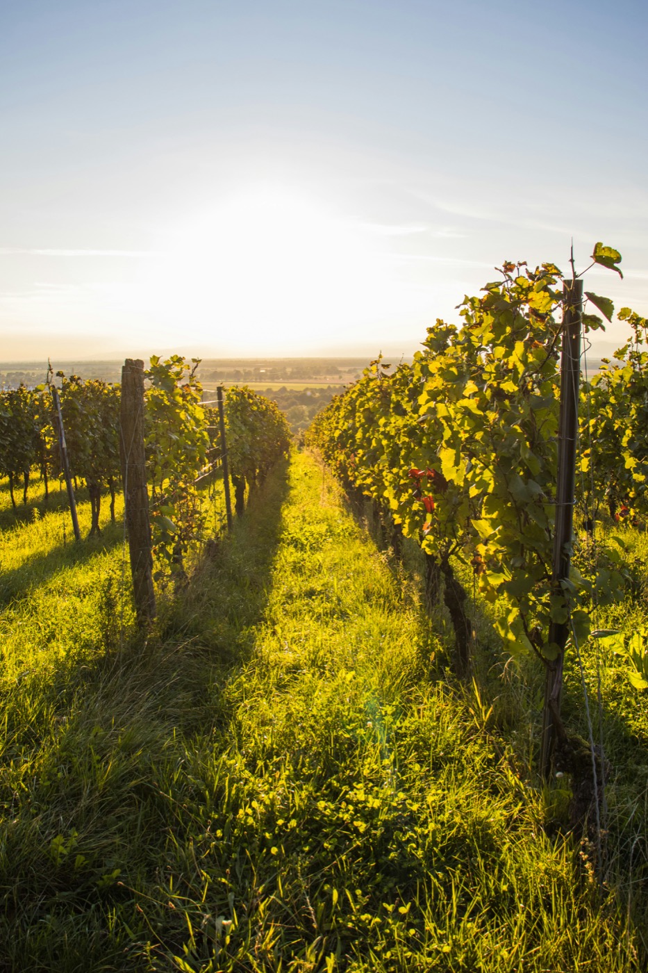 Vineyard rows at golden hour, warm sunlight through the vines